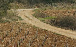 Vignes Des Tours