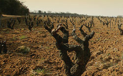 Vignes Rayas